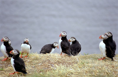 Puffins on grassy field against sea