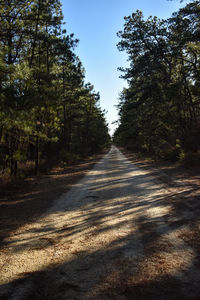 Road amidst trees in forest