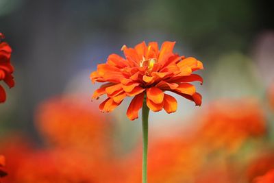 Close-up of orange flowering plant