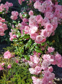 Close-up of pink flowers blooming outdoors