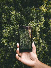 Cropped hand of woman using mobile phone