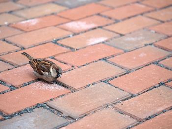 High angle view of lizard on cobblestone