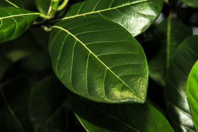 Close-up of fresh green leaves