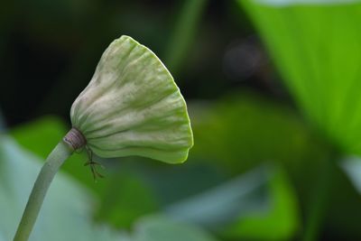 Close-up of green flower bud