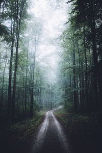 Road amidst trees in forest
