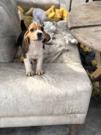 Portrait of puppy sitting outdoors