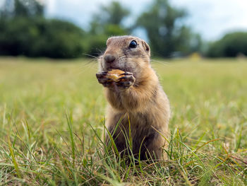 Close-up of squirrel on field