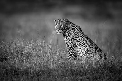 Mono leopard sits staring in long grass