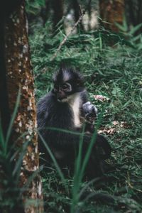 Monkey sitting on field in forest