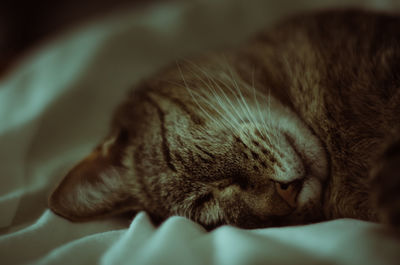 Close-up of cat sleeping