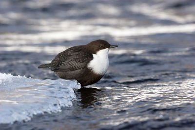 Duck on sea shore