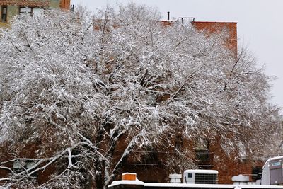 Frozen tree by building against sky during winter