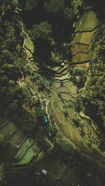 High angle view of trees growing in farm