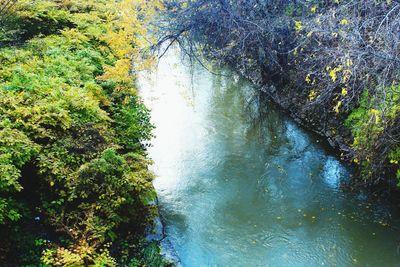 Scenic view of river amidst trees in forest