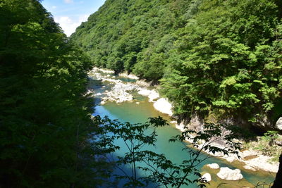 Scenic view of river amidst trees in forest