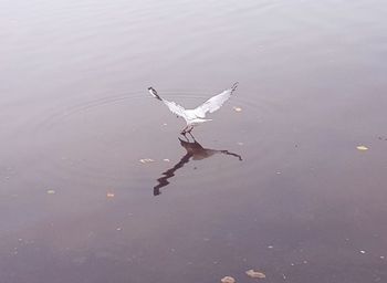 High angle view of bird flying over lake