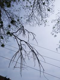 Low angle view of bare tree against sky