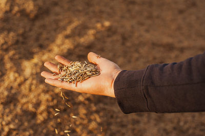 The hands of a farmer close-up holding a handful of wheat grains. rural meadow. rich harvest concept