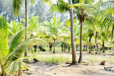 Palm trees against sky