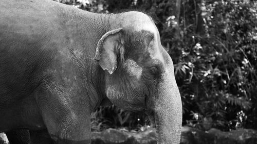 Close-up of elephant