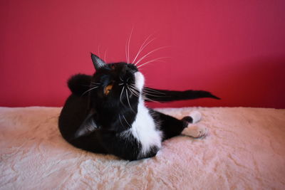 Close-up of cat sitting