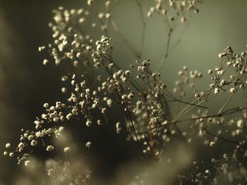 Close-up of a dried plant