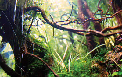 Close-up of tree in forest