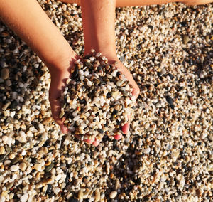 High angle view of hand holding crab at beach