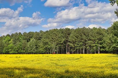 Scenic view of yellow flower trees on field against sky