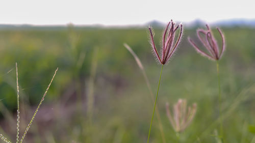 Close-up of stalks in field