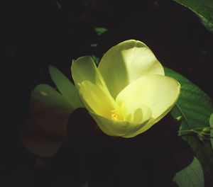 Close-up of flower blooming outdoors