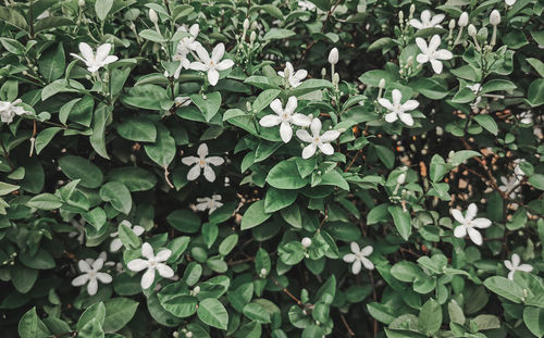 High angle view of white flowers on field