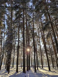 Low angle view of snow covered trees in forest