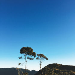 Low angle view of trees against clear blue sky