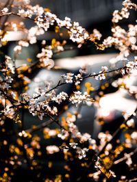 Backlit close-up branch of cherry blossom photo i took while i was on an adventure.