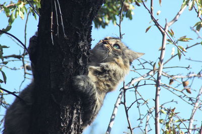 Low angle view of squirrel on tree