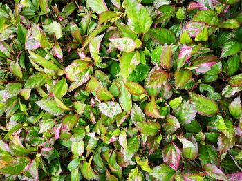 Full frame shot of fresh green leaves