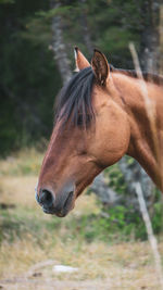 Close-up of horse on field