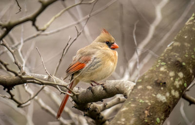 Close-up of bird perching on branch