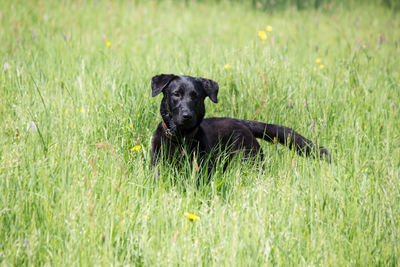 Black dog lying on grass