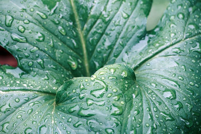 Close-up of wet plant leaves during rainy season