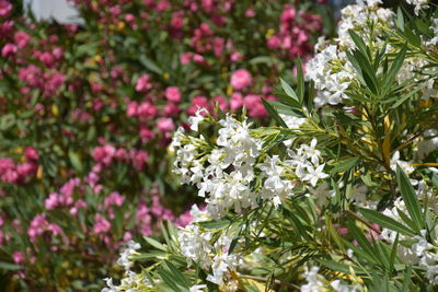 Close-up of pink flowering plants