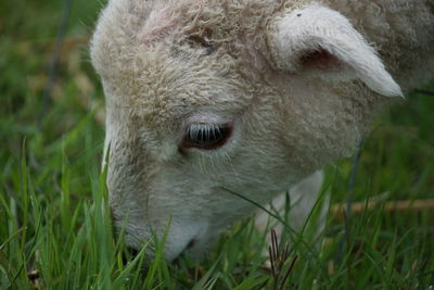 Close-up of a sheep on grass