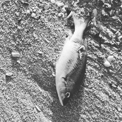 High angle view of fish