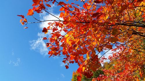 Low angle view of tree against sky