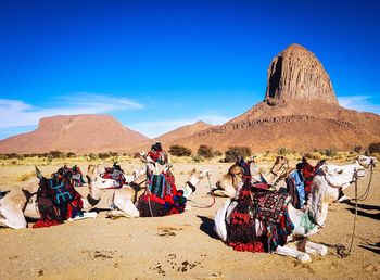 Camels on land against blue sky during sunny day