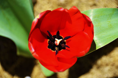 Close-up of red flower