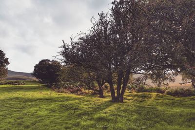 Trees on field against sky