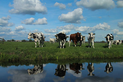 Cows grazing in a lake