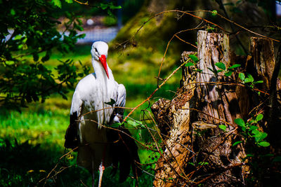 Close-up of bird perching on tree